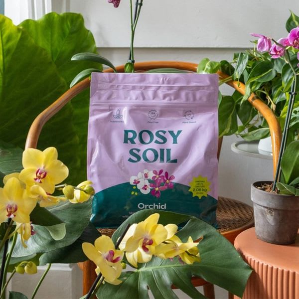 Rosy Soil Orchid Mix - 4 Qt. - This 100% natural, peat-free Orchid Mix is the ultimate living soil blend designed to make your orchids thrive:   NUTRIENT RICH: Enhances aeration, drainage, and nutrient uptake with premium ingredients—pine bark fines, mycorrhizae, worm castings, pumice, and sand—so your orchids can show off their best blooms.  RESEALABLE: Comes in plant-based, eco-friendly packaging that keeps your mix fresh and is easy to stash for indoor plant parents.  SUSTAINABLE: Crafted from high-quality, earth-friendly ingredients and completely free from peat and synthetic additives.  LIVING SOIL: Packed with beneficial fungi and microbes to support strong root growth and lush, vibrant foliage.  MISSION-DRIVEN: Our carbon-neutral blend supports a greener planet—because your orchids (and the Earth) deserve the best.  Perfect for gifting during spring, summer, Mother’s Day, or any occasion worth celebrating your favorite plant lover!