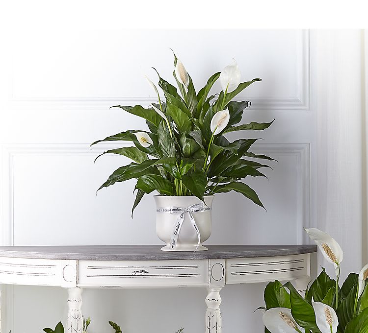 White peace lilies in a white pedestal pot with a ribbon