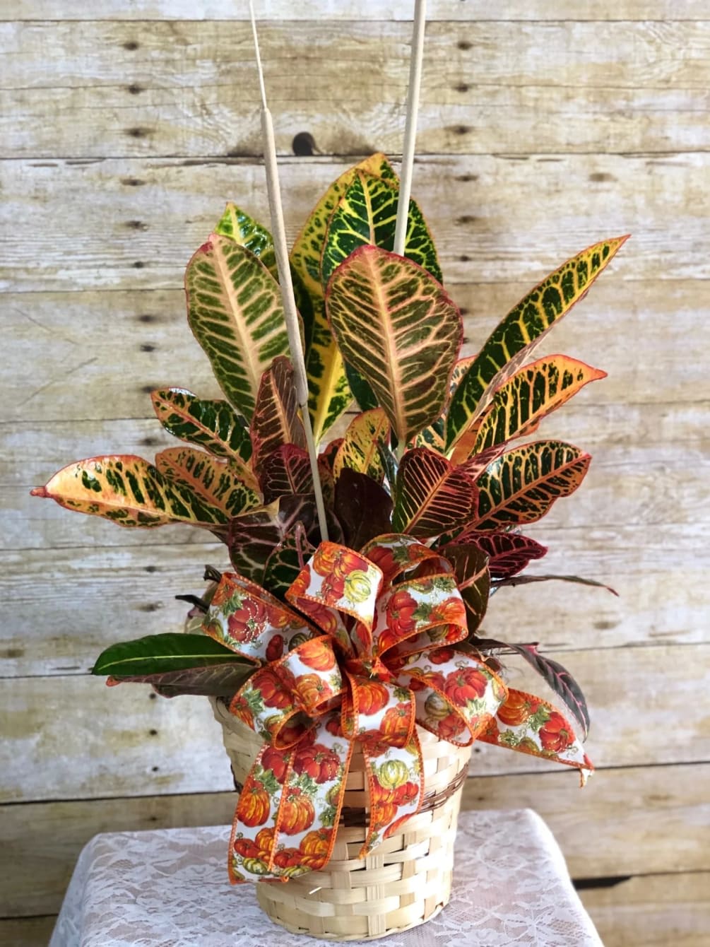 Croton plant in a woven basket with a pumpkin ribbon