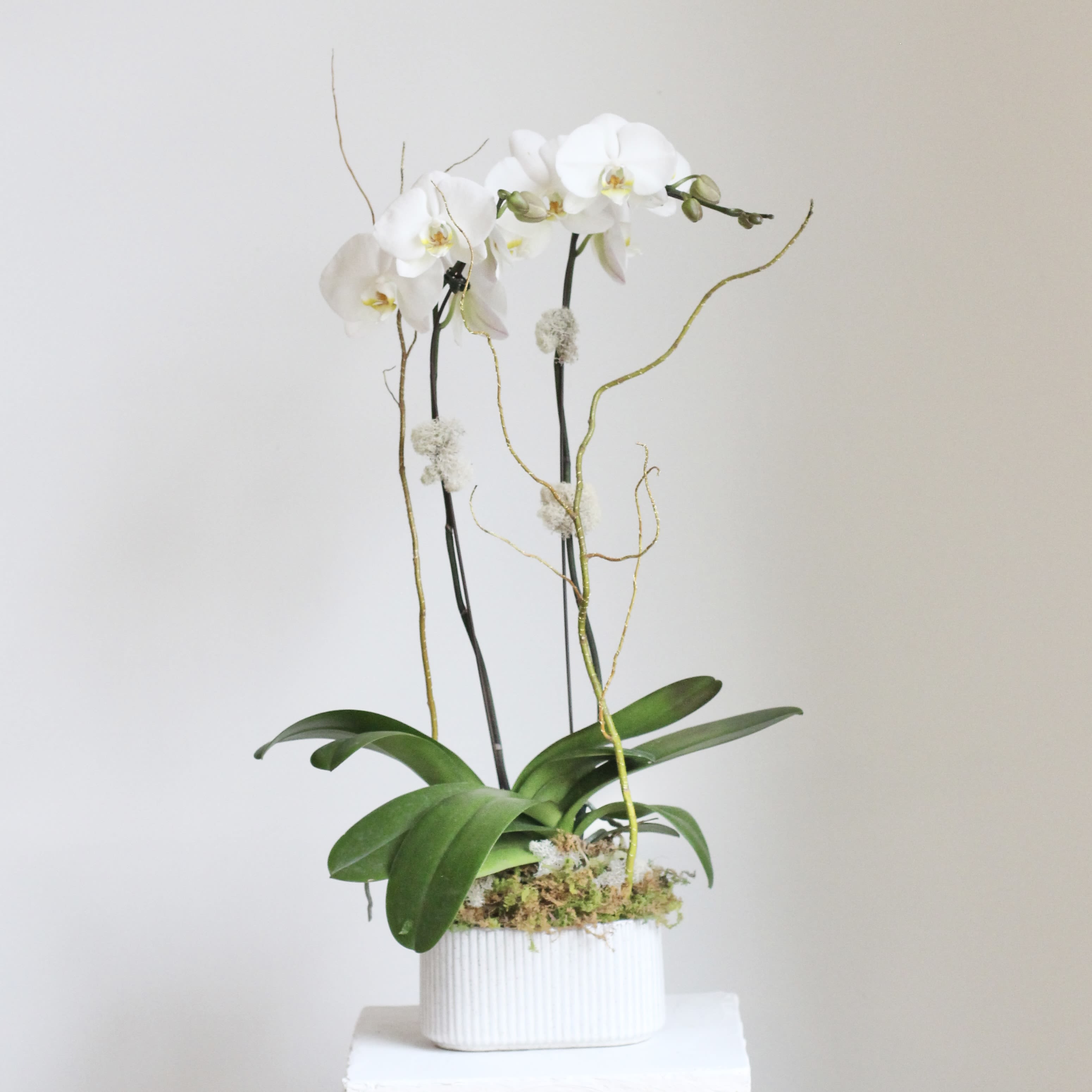 Grace Phalaenopsis Orchid - Presented in an elegant container, this exquisite plant features a double stem Phalaenopsis Orchid accompanied by charming embellishments, making it a truly unique gift.  Kindly note that the color of the orchid may vary based on availability, with white and shades of purple or yellow being the most common options.  Delivery Policy: At Middlemist, we aim to make every delivery seamless and delightful. It is the sender’s responsibility to ensure the recipient is available to accept delivery between 3–5pm on the scheduled date and that the delivery address is accurate. We will send a text notification to the recipient on the day of delivery. If no one is available to receive the order, it will be returned to the shop and may be picked up or redelivered for an additional delivery fee. If a recipient requests the order be left unattended, we cannot guarantee the condition of the flowers or plants, and no refunds will be issued once an order is left outside.