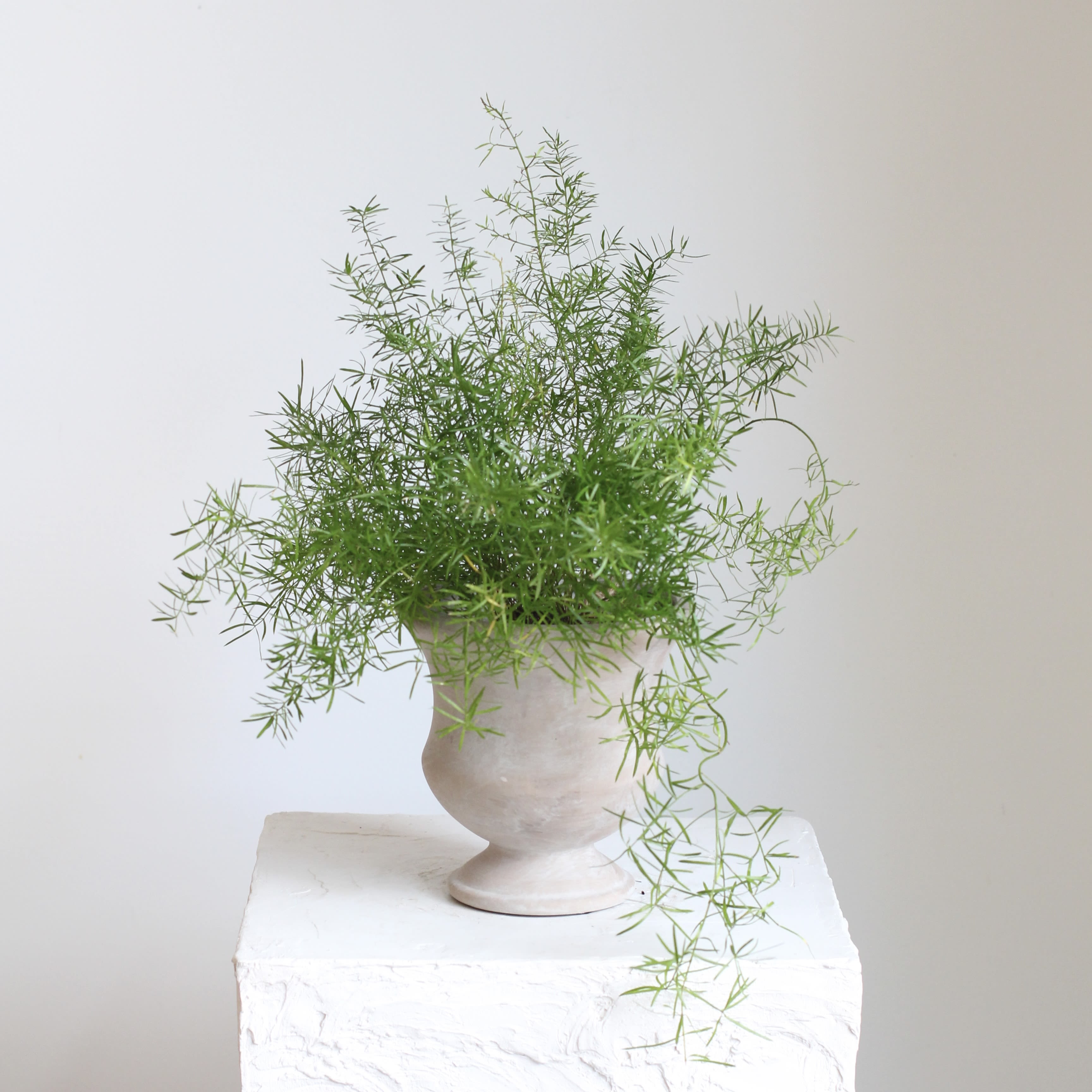 Foxtail Fern Urn - Add texture and vibrant greenery to your home or garden with this Foxtail Fern, featuring lush, feathery plumes that create a unique, elegant look. It comes in its stock nursery container and can be left as is or repotted into your favorite decorative planter. Thrives in bright, indirect light to partial sun with well draining soil. Water when the soil begins to dry, and protect from frost. 