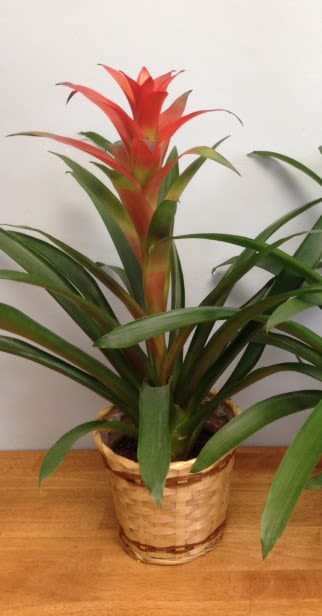 Potted bromeliad plant with a red-orange flower spike