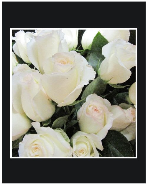 Close-up of white roses with dark green foliage
