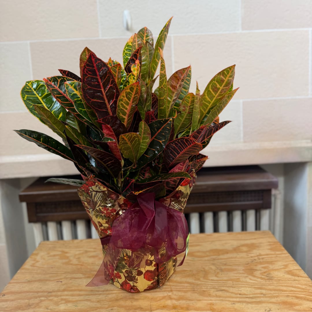 Potted croton plant with multicolored leaves and a purple ribbon