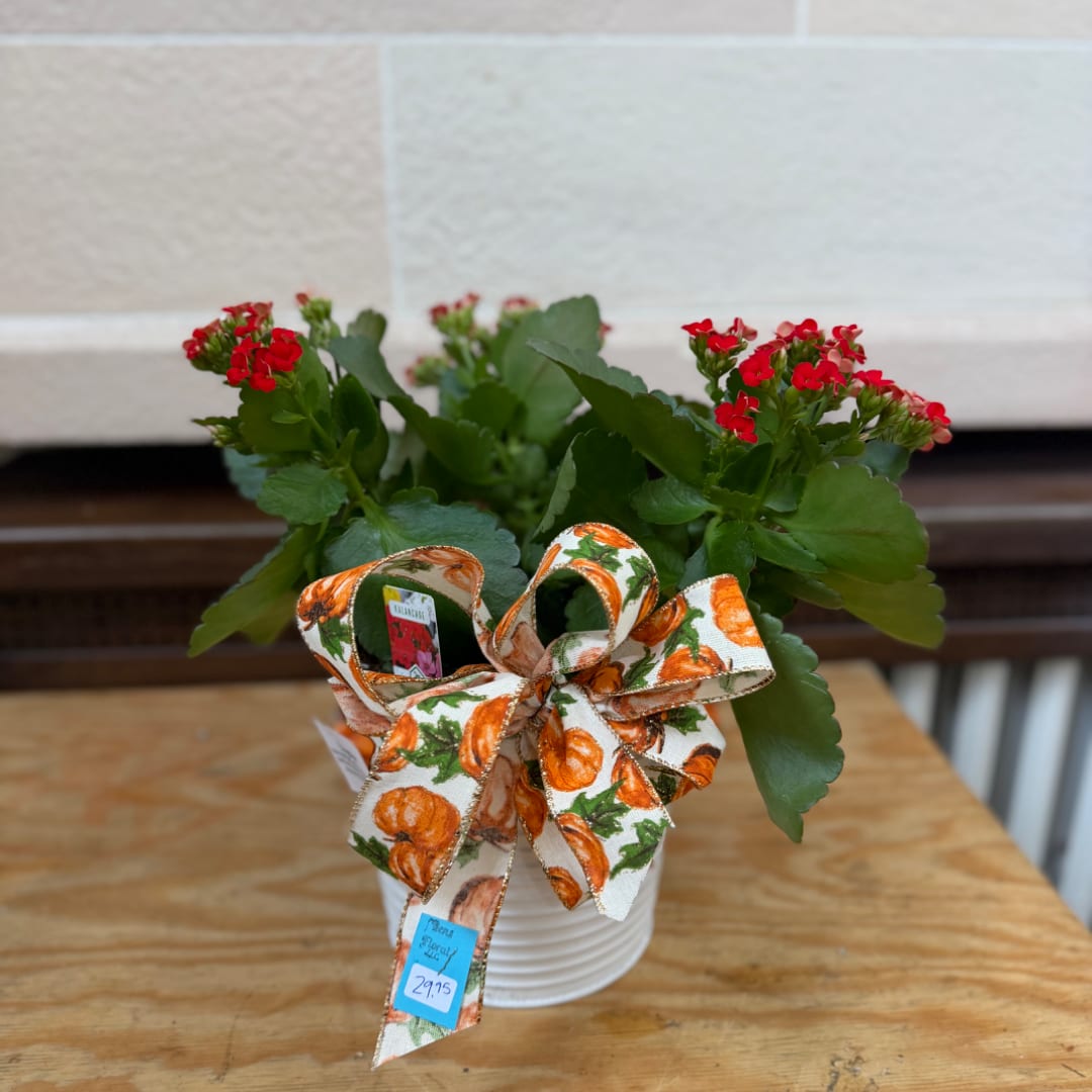 Potted plant with red blooms in a white container and pumpkin ribbon