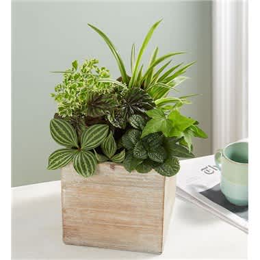 Mixed green potted plants in a square wooden planter