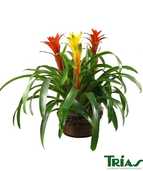 Potted bromeliad plant with red and yellow blooms