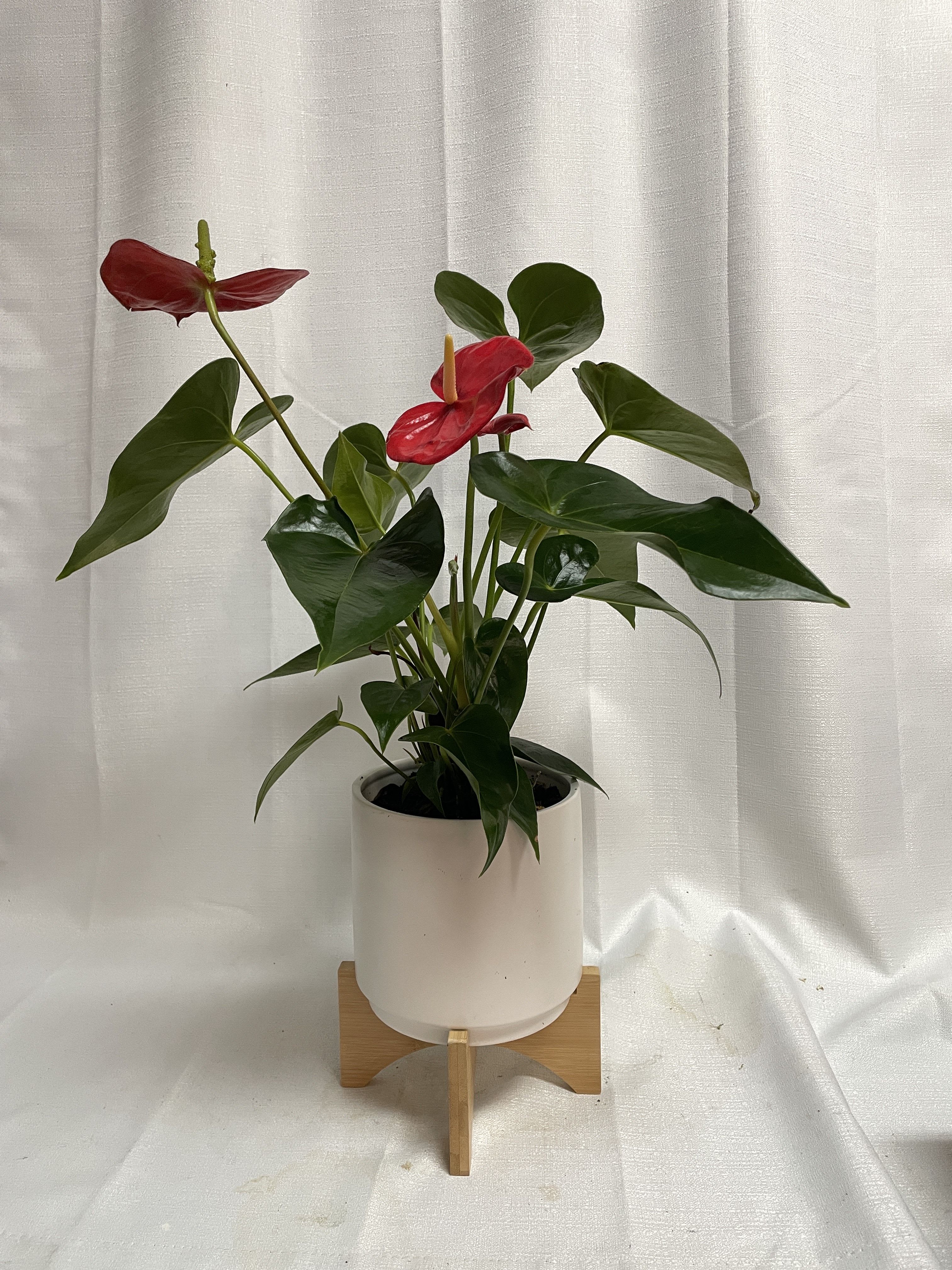 Potted anthurium plant with red blooms in a white planter