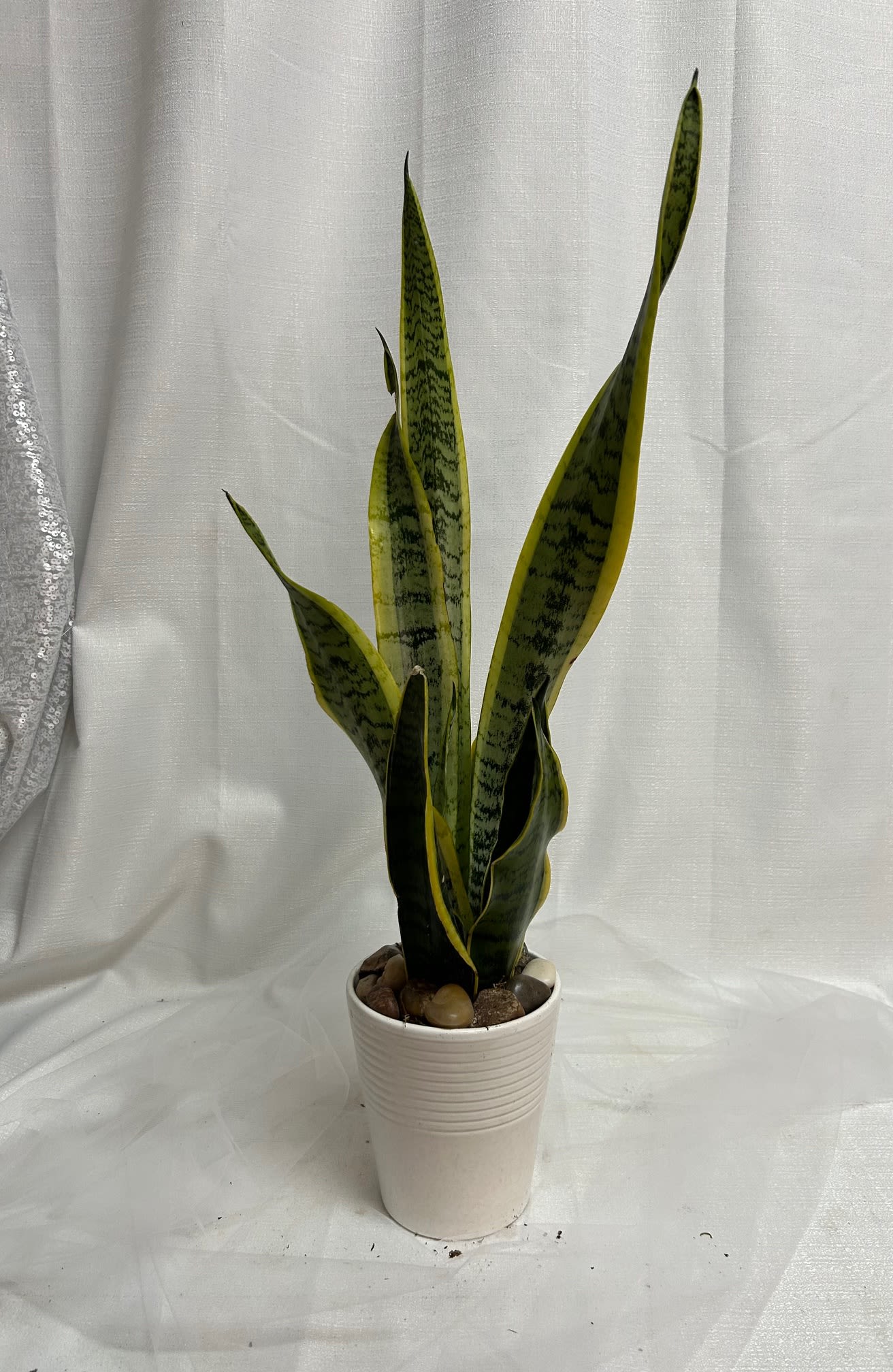 Potted snake plant in a white ceramic planter