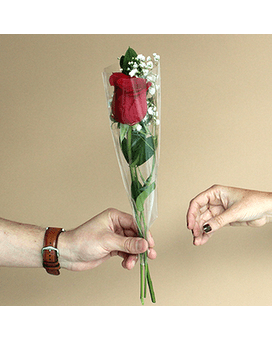 Single red rose in clear plastic wrap being handed over