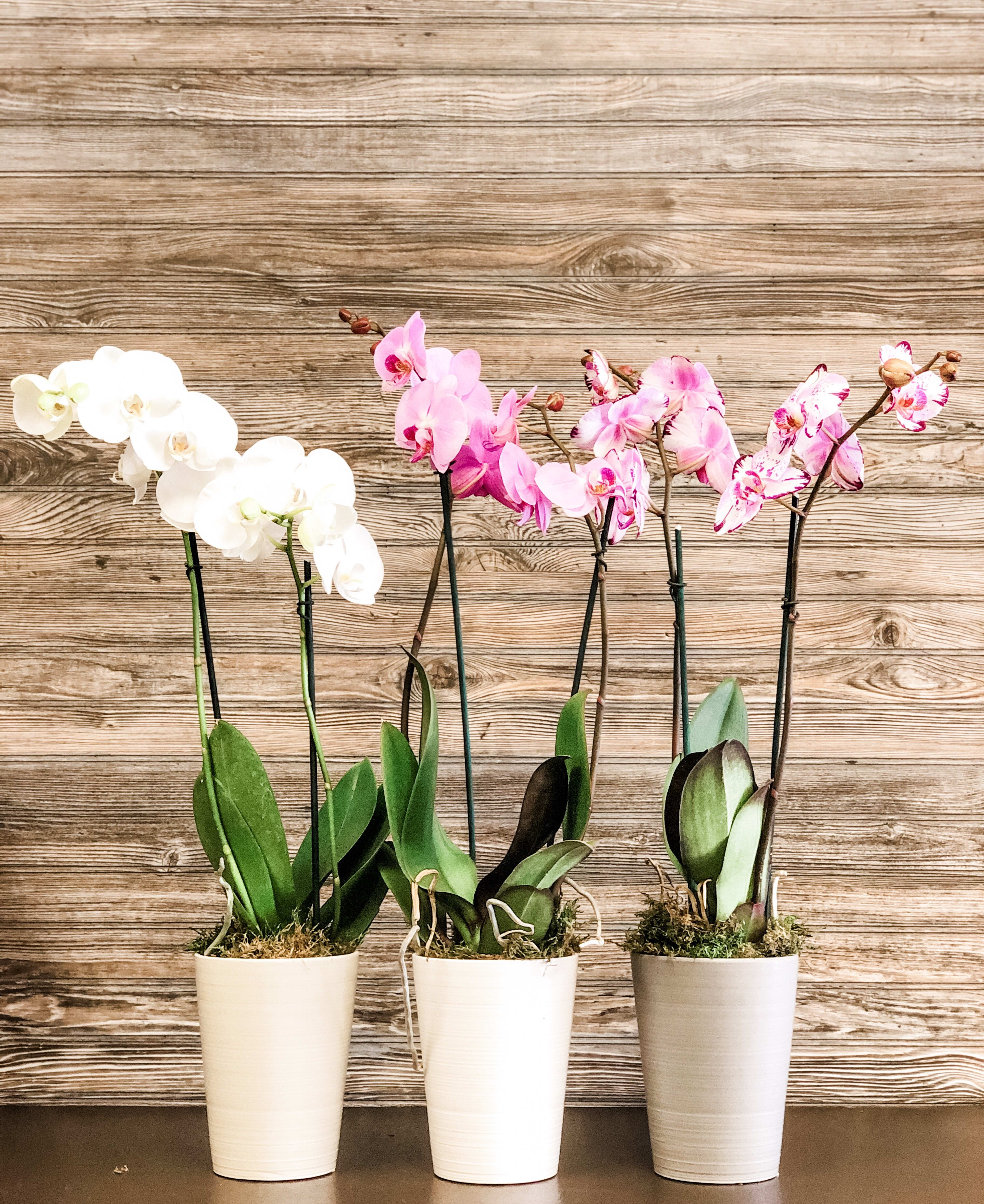 Three potted orchids with white and pink blooms in tall white pots