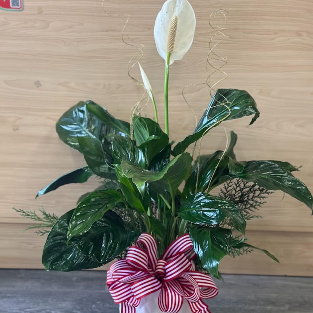 Potted peace lily with white blooms and a red striped bow