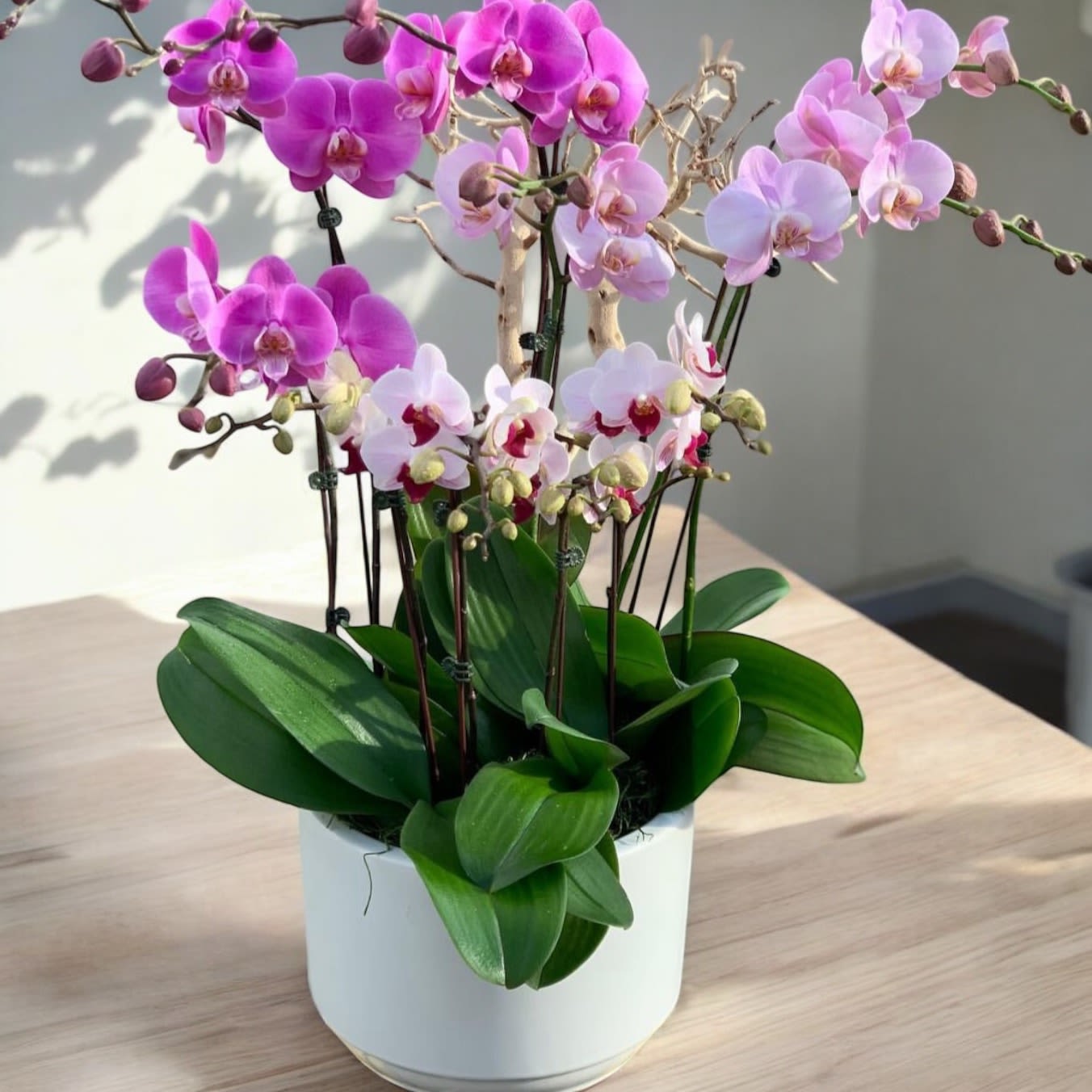 Pink Orchid plant  - Different shades of pink orchids 