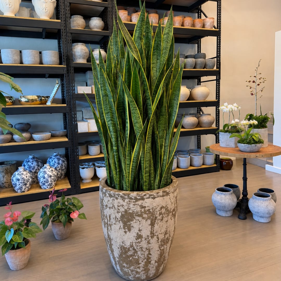 Tall snake plant in a large textured planter in a shop display