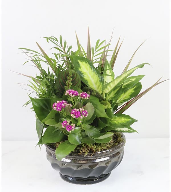 Potted green plant arrangement with small pink flowers in a glass bowl