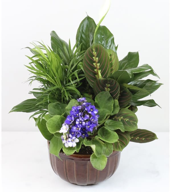 Potted green plant arrangement with purple flowers in a brown ceramic pot