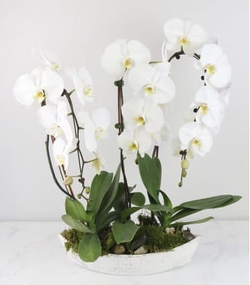 White orchid arrangement in a shallow white dish