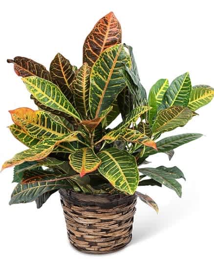Potted croton plant with multicolored leaves in a woven basket