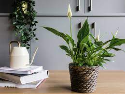 Spathiphyllum Plant  " Peace Lily" (BR) - Bring the beauty of nature indoor with our elegant Spathiphyllum Plant. This spectacular plant is potted in a premium ceramic container that adds a touch of sophistication to your decor and accented with delicate sheet moss to create a serene and refreshing ambience in any room. 6" dia pot Approx 23" H