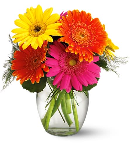 Bright gerbera daisies in a clear glass vase