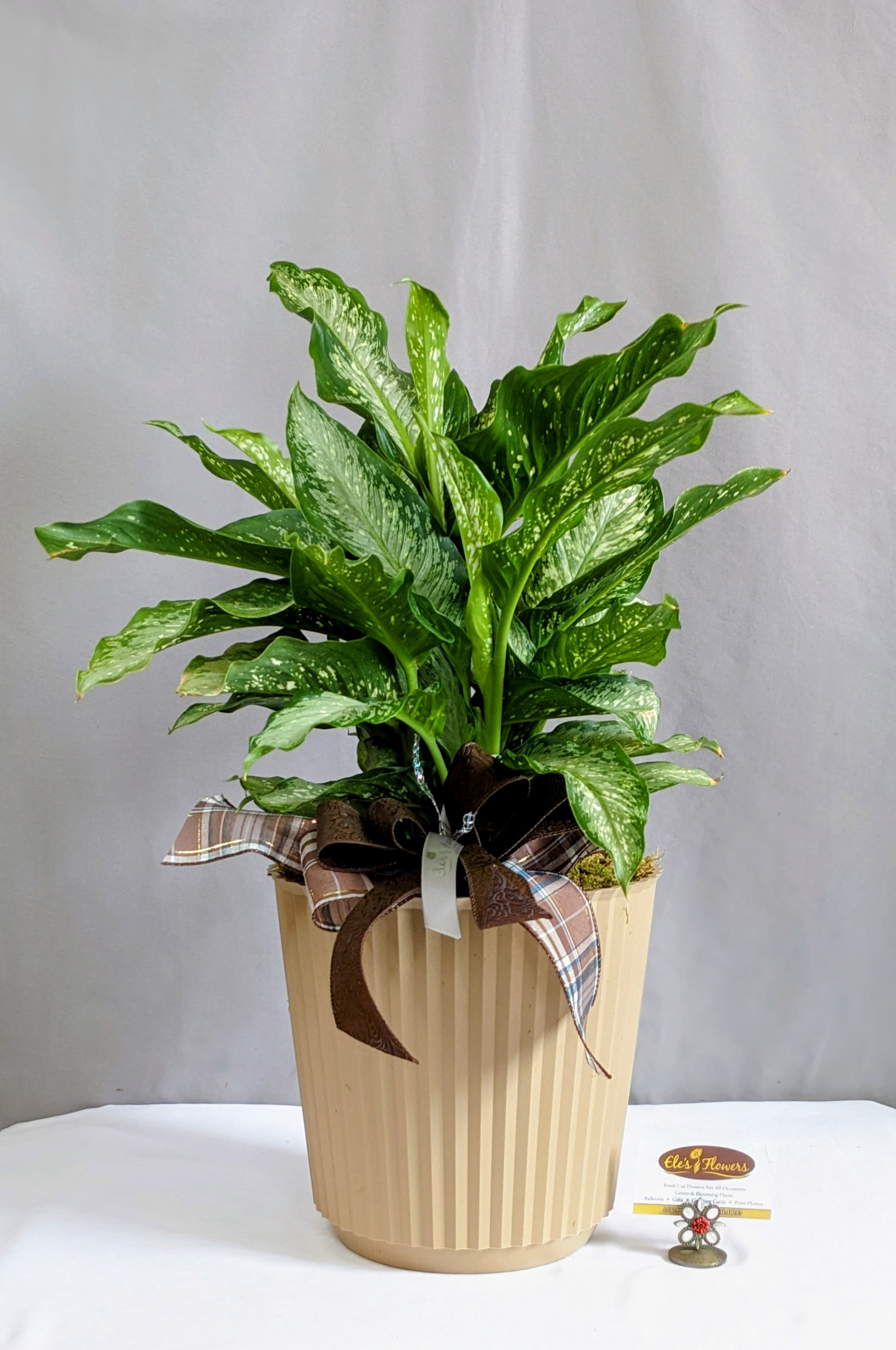 Distinct Dieffenbachia - 8" Planter - Known for its bold, tropical leaves splashed with creamy green patterns, this easy-care beauty makes a perfect gift or home accent. It’s dressed up in a woven basket with a subtle, yet rustic brown and plaid bow—giving it that outdoorsy feel. Whether it's for a nature lover or just someone who enjoys plants, this plant brings a splash of personality and freshness to any room.  Care instructions are provided.   Approximate size: 26"H x 17"W