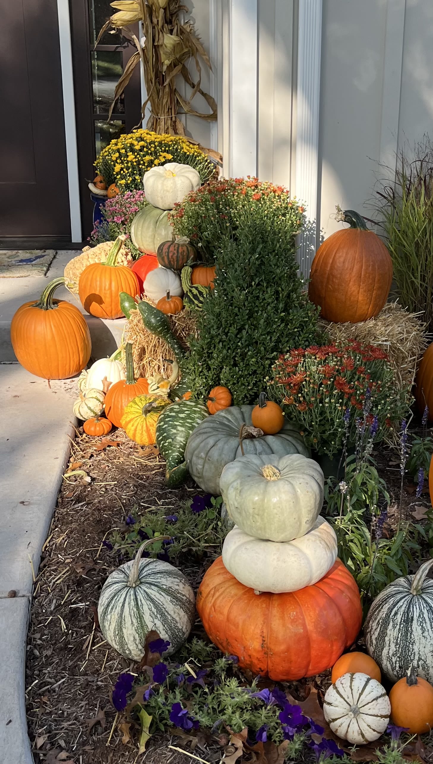 Pumpkins and potted mums arranged on a front porch for fall.