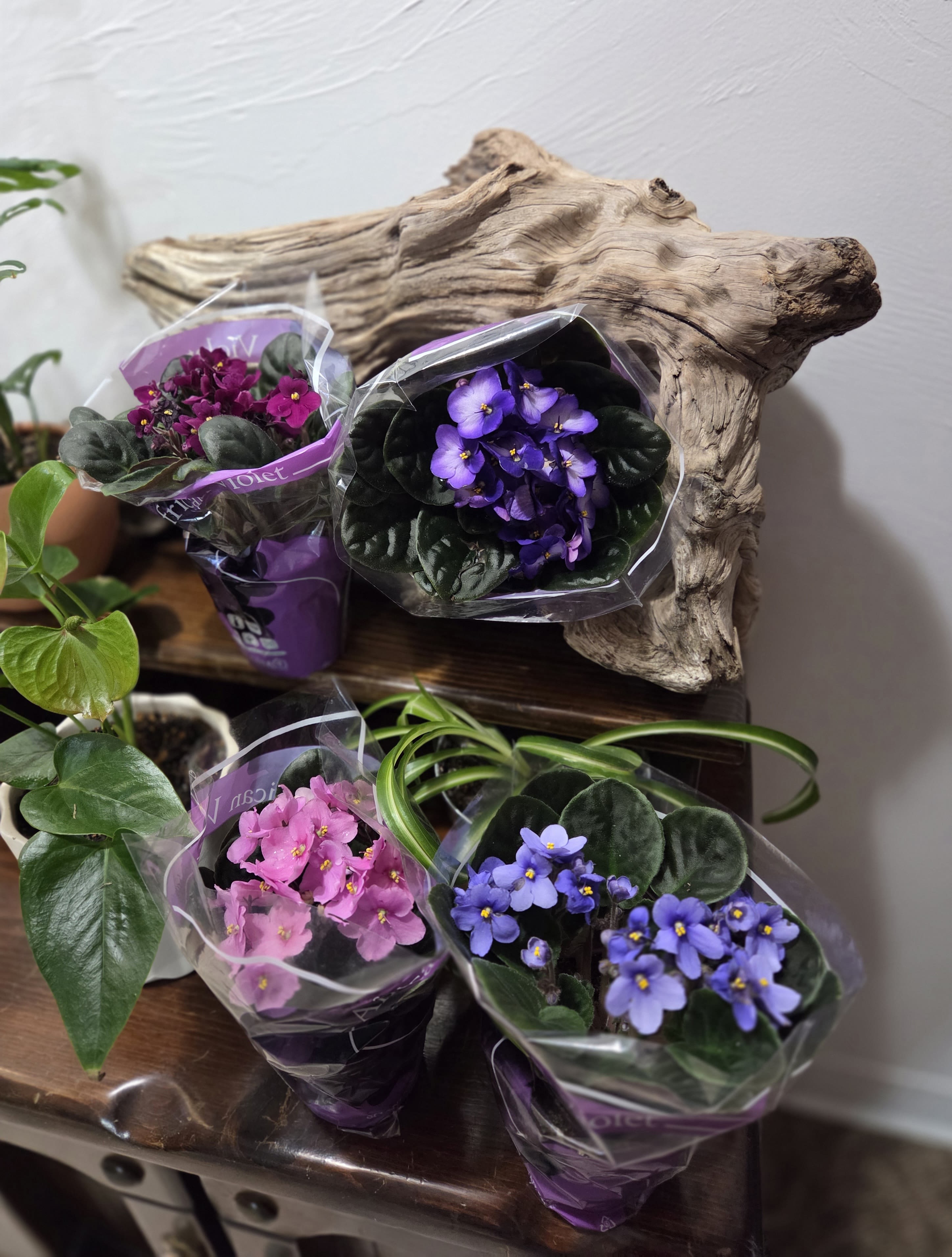 African Violets - African Violets are cheery and love to bloom year round. Perfect for a constant reminder of thoughtfulness.