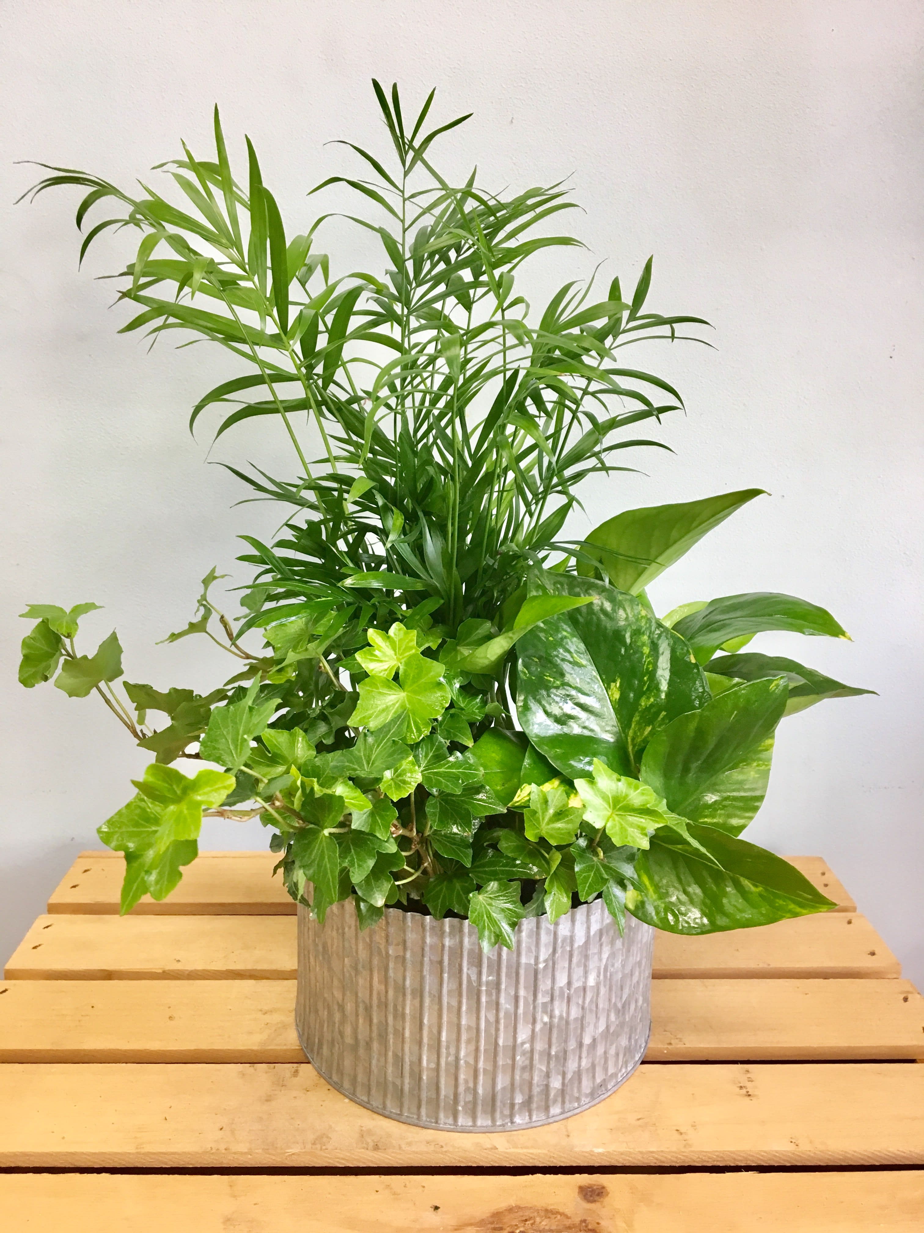 Mixed green houseplants in a ribbed metal planter
