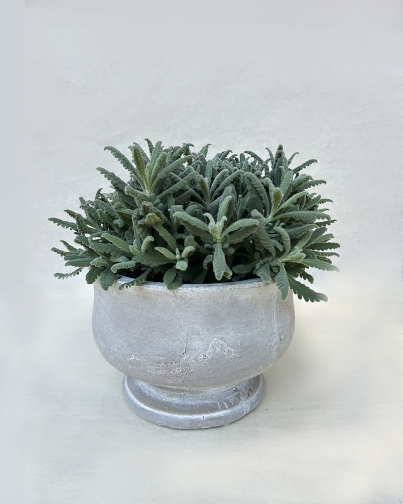 Potted green succulent plant in a silver pedestal planter