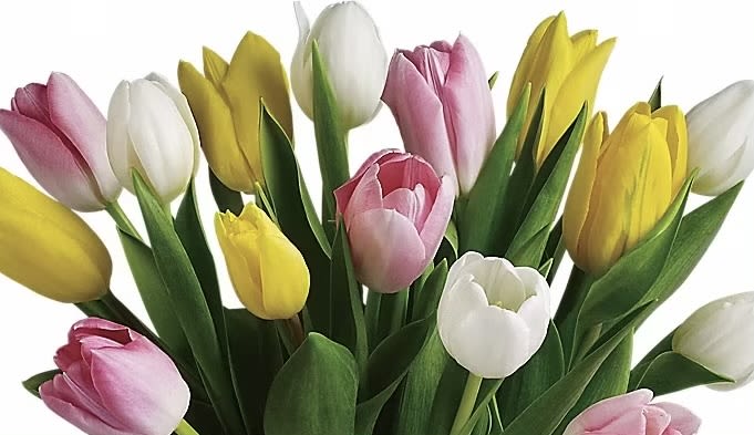 Bouquet of pink, white, and yellow tulips