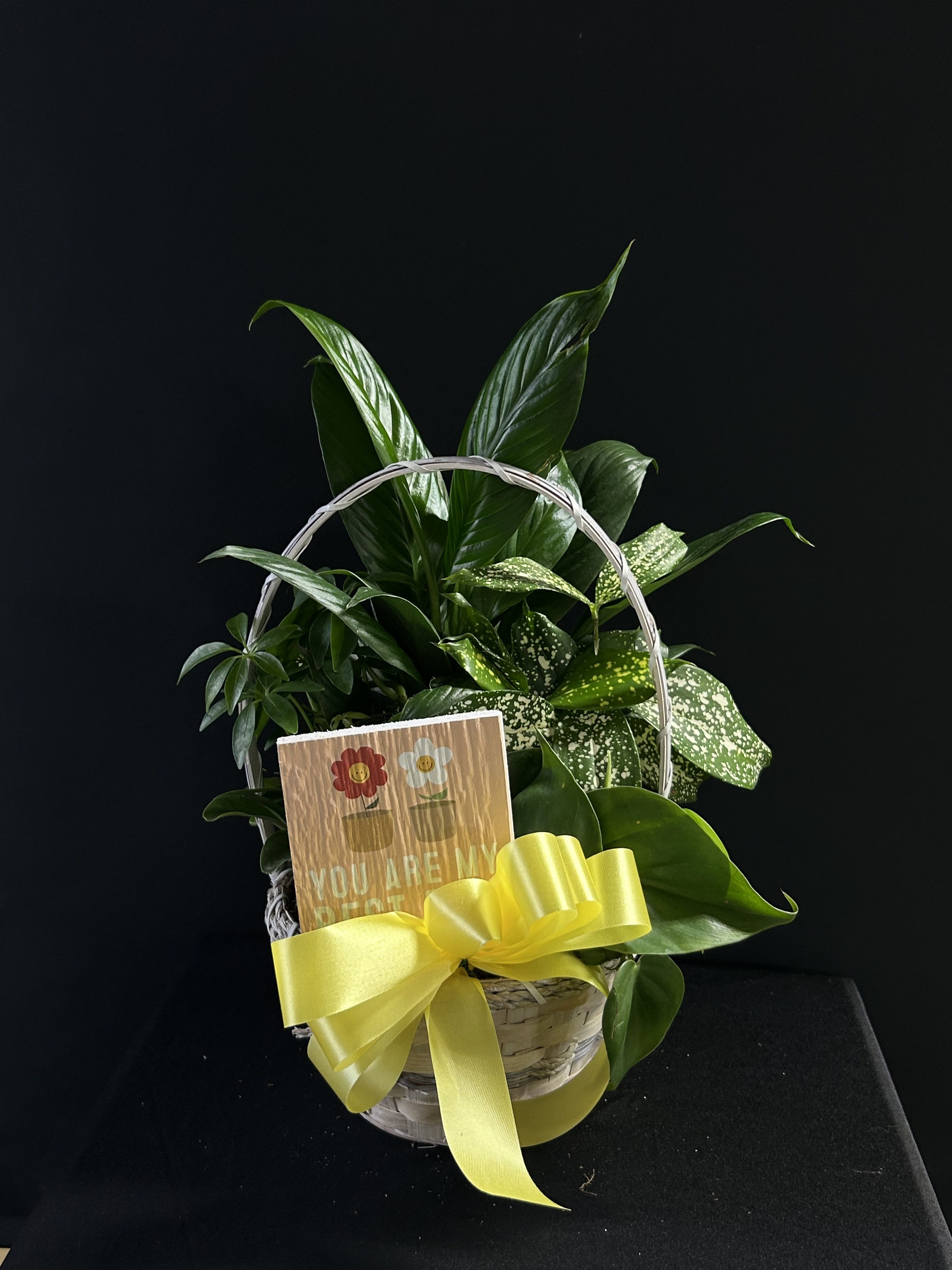 Basket of green houseplants with a yellow ribbon and greeting card