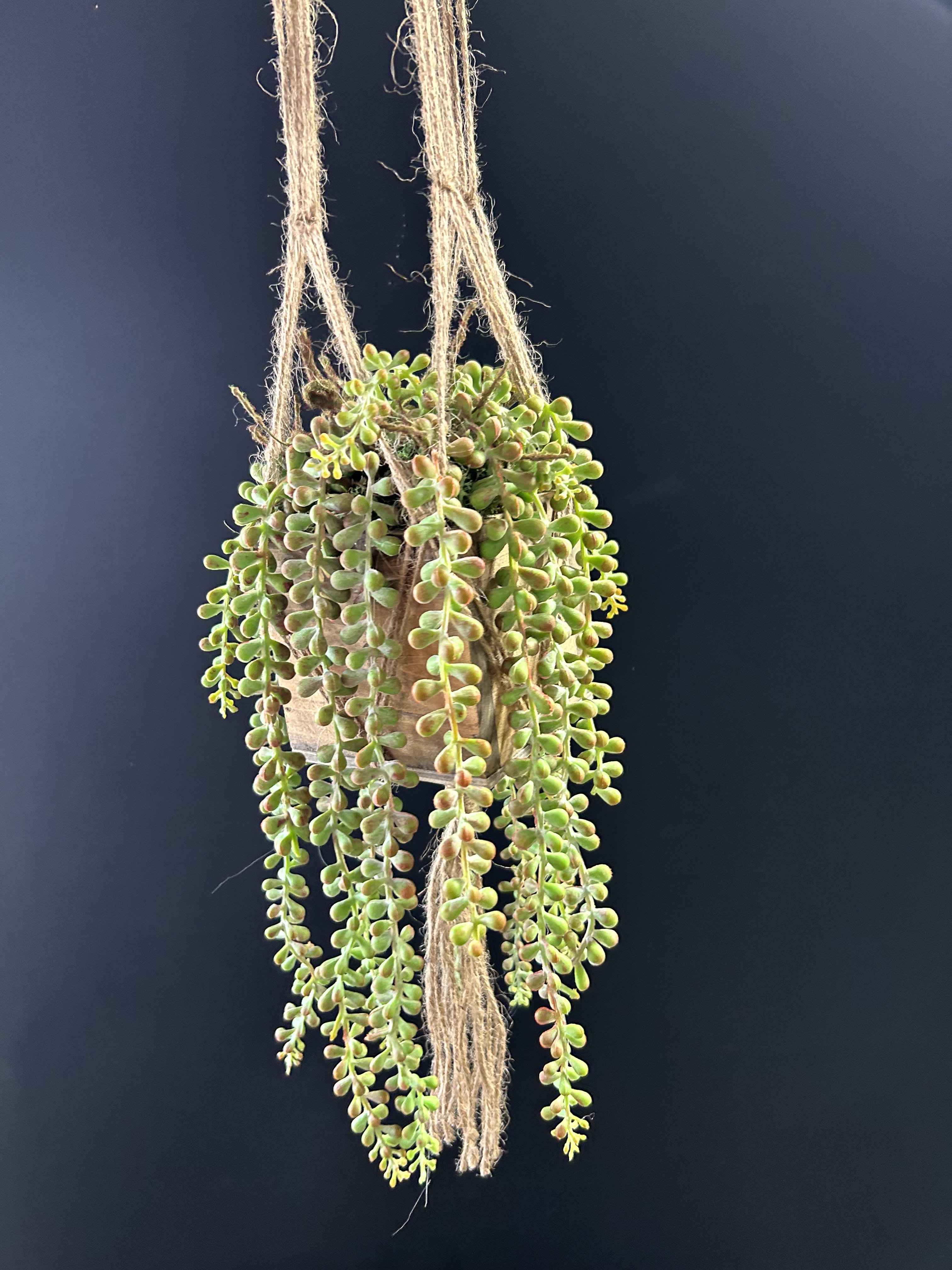 Faux String of Pearls - Faux String of Pearls in a Wooden Box, Hung by a Macrame Pot Holder! Perfect as a Gift to You or a Friend! 