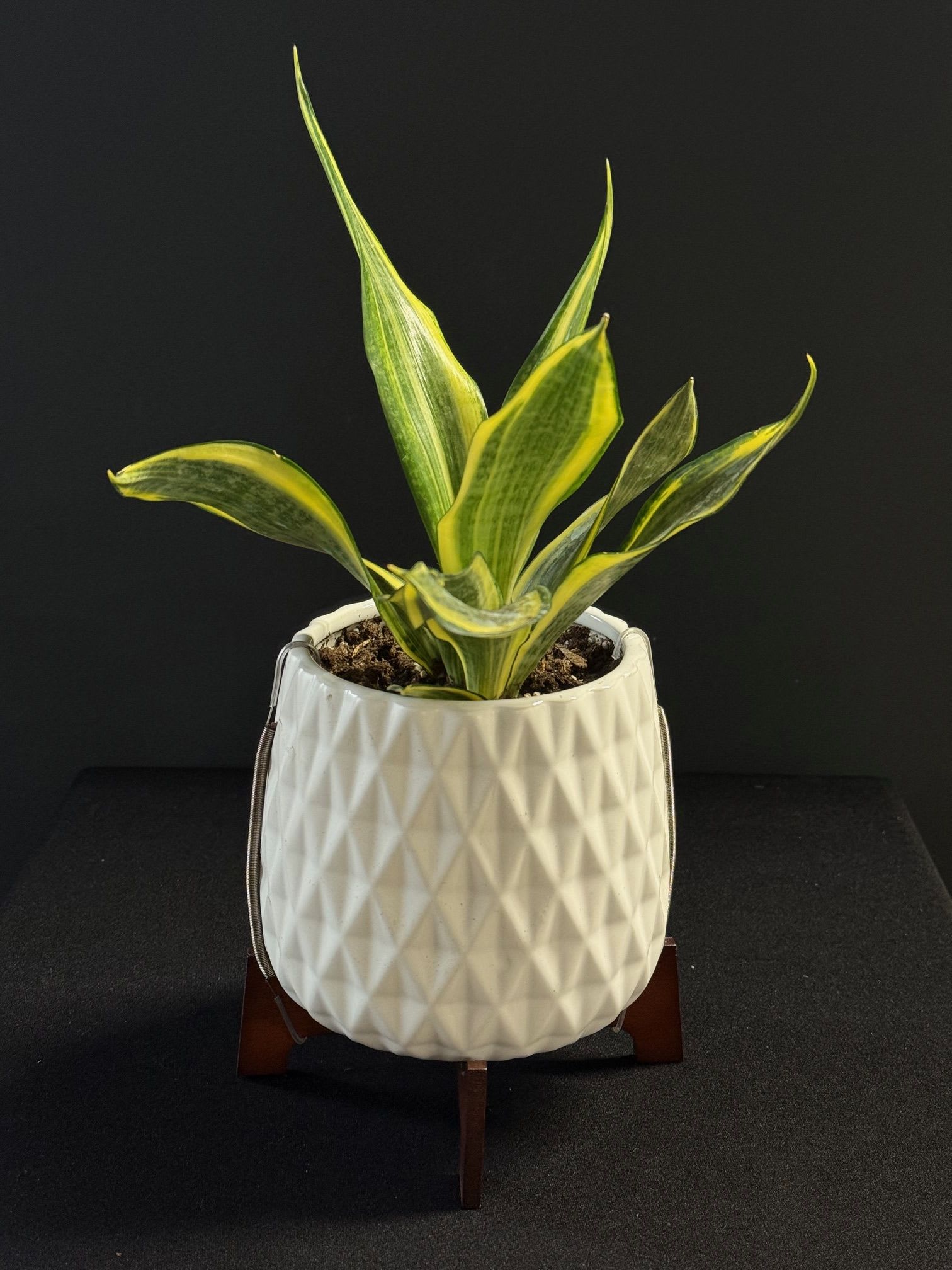 Growing Art Sansevieria Plant - The geometric design on this chic ceramic planter is the perfect accent for the striking leaves of the sansevieria making this the ultimate gift of style and charm! 