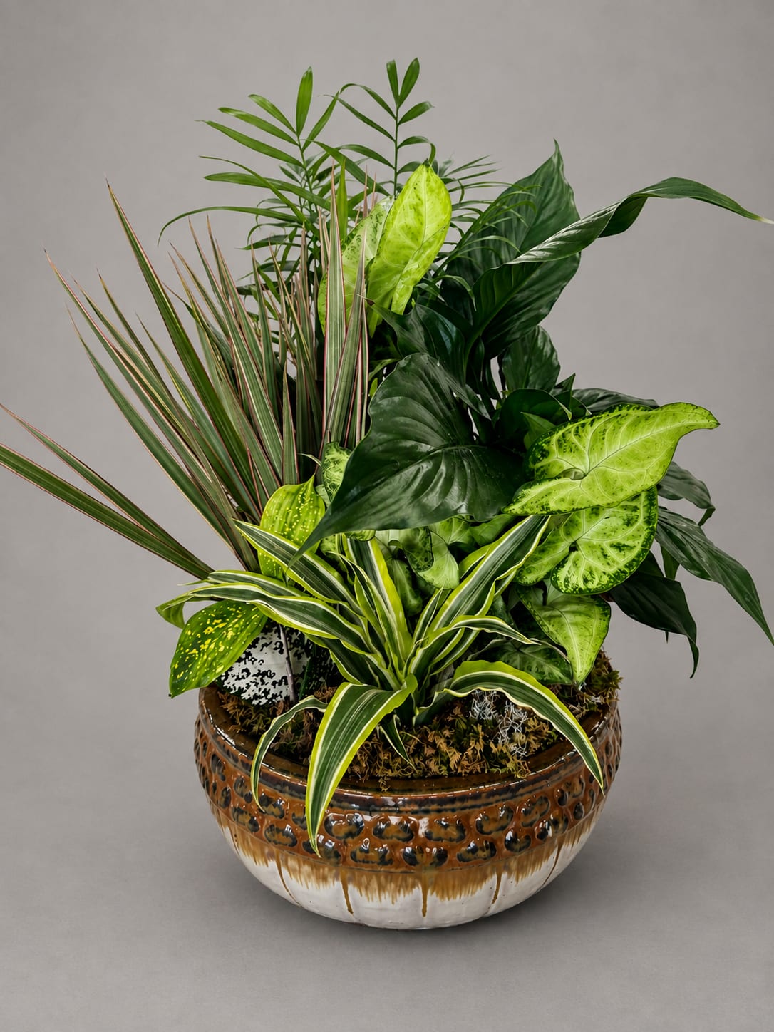 Mixed green houseplants arranged in a decorative ceramic bowl