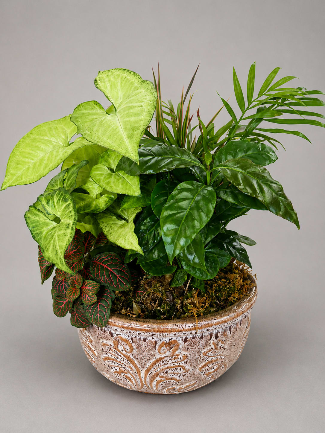 Mixed potted tropical plants in a decorative ceramic bowl
