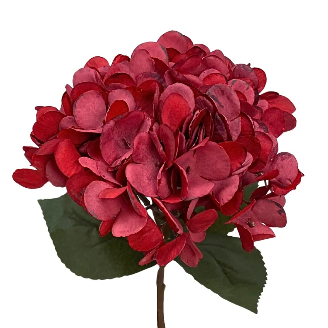 Red hydrangea bloom with two green leaves on a stem