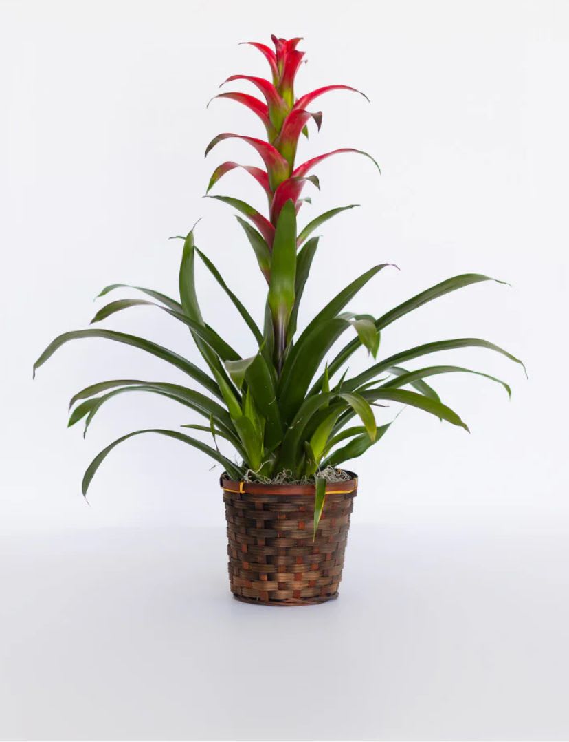 Potted bromeliad with red-tipped leaves in a woven basket