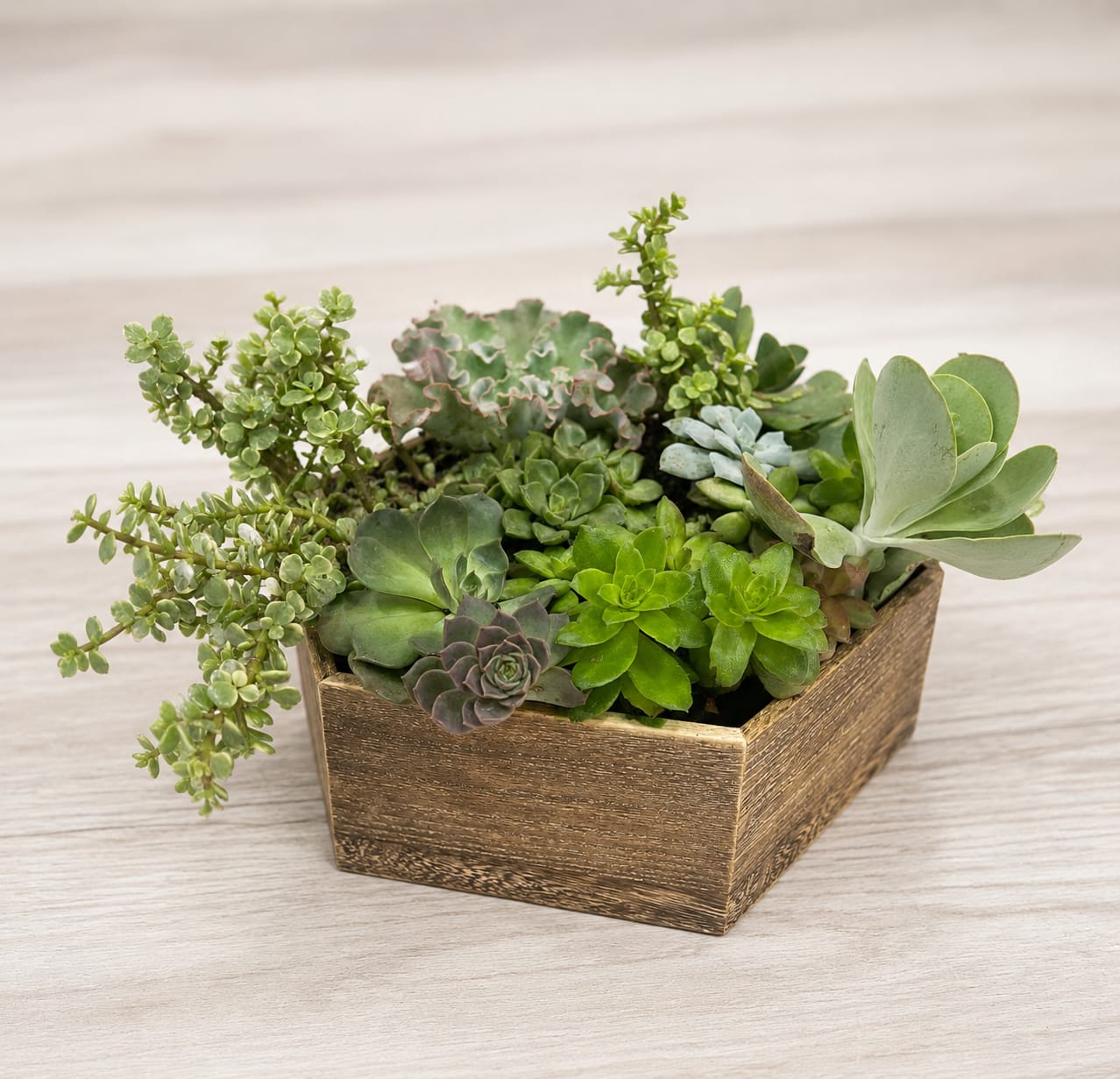 Wood Succulent Centerpiece - Add something fresh to your décor or send a thoughtful gift of beautiful succulents in a reclaimed large wooden planter. Nestled inside this stylish hexagon-shaped planter, you'll find a wonderful variety of succulents in different shapes, colors, and sizes-these may vary per order. This lovely gift is perfect for sprucing up any space.   The hexagon planter can be substituted with a square planter if needed due to availability. 