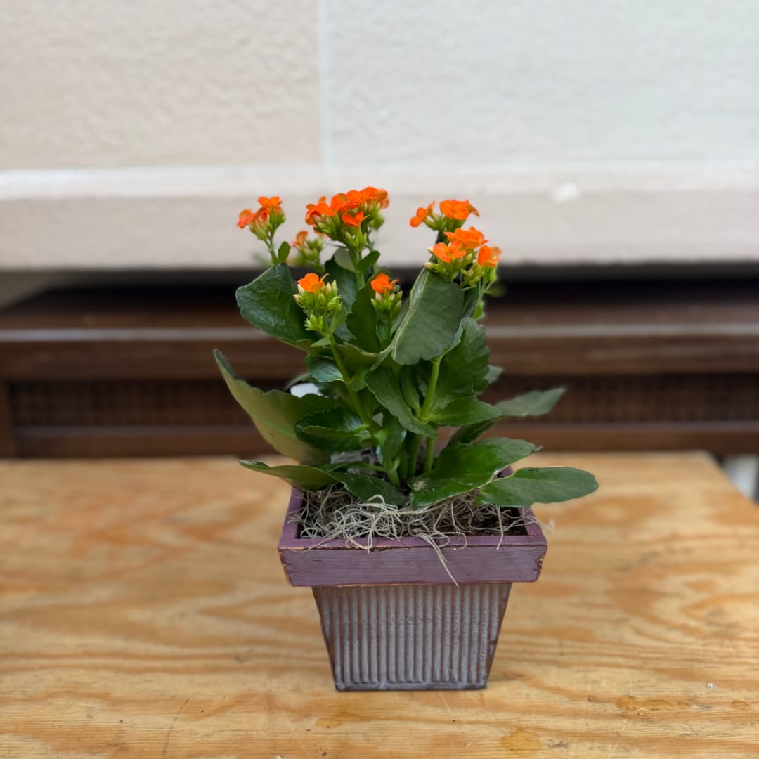 Small potted plant with orange flowers in a square decorative container