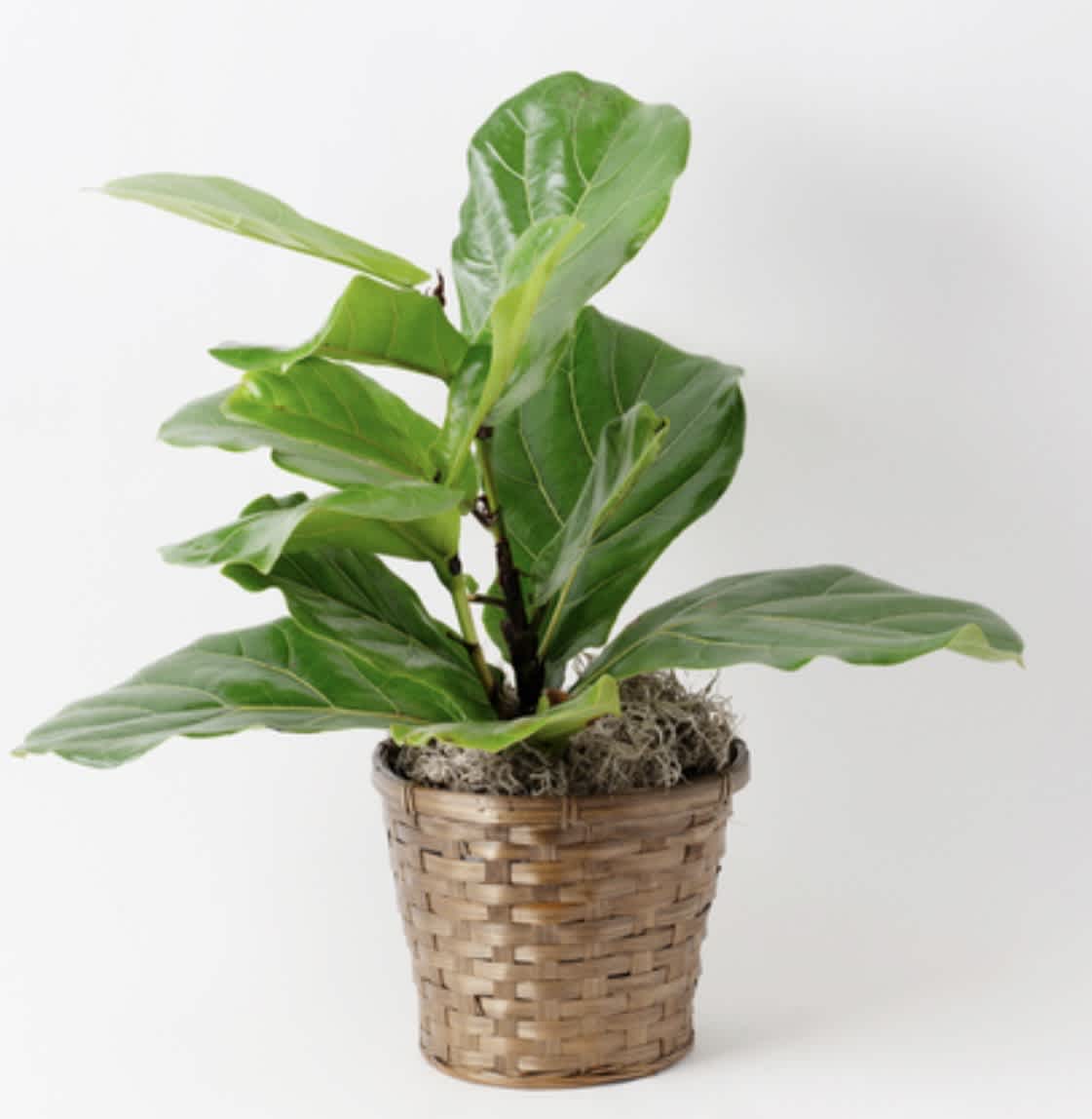 Potted green plant in a woven basket planter