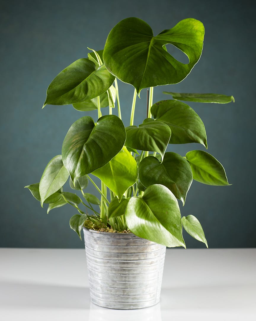 Potted green monstera plant in a silver metal container
