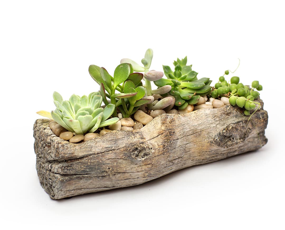Succulent arrangement in a rustic driftwood planter with pebbles