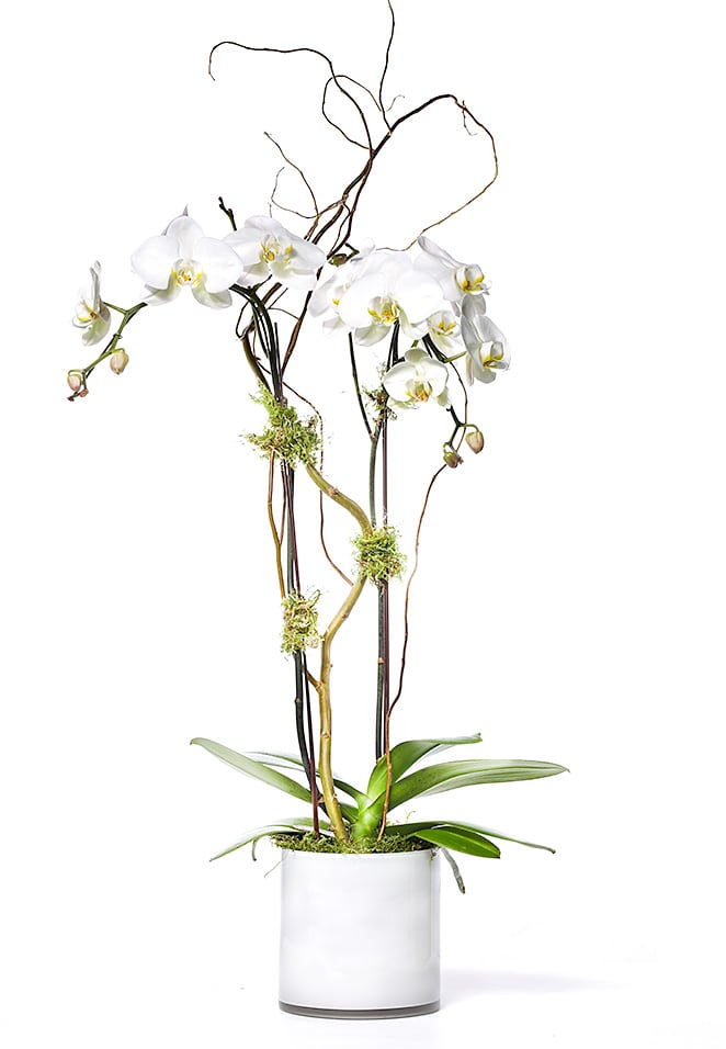 White orchid arrangement in a white cylindrical pot