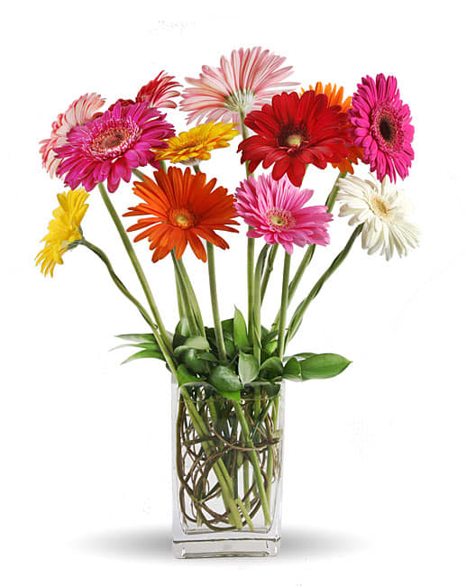 Colorful gerbera daisies in a clear glass vase