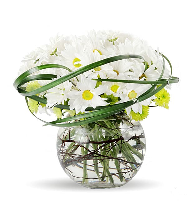 White daisy bouquet in a round glass vase with looping green leaves