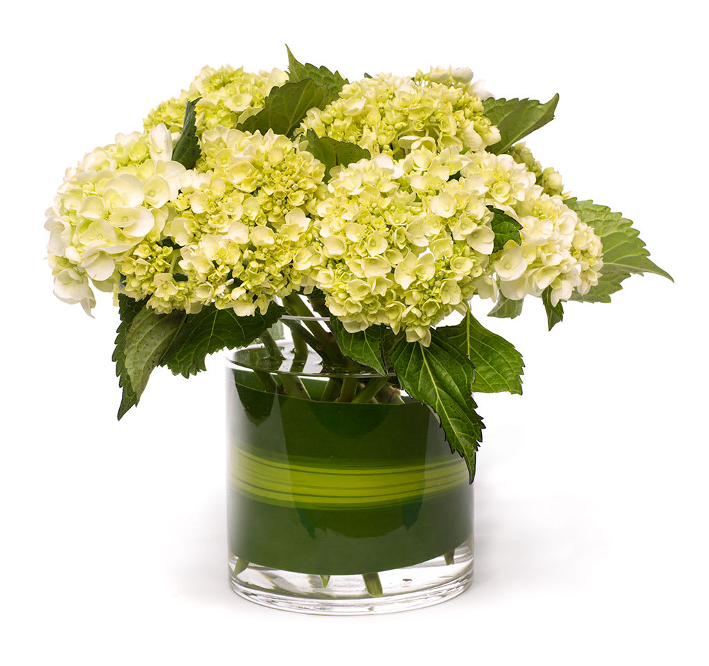 White hydrangeas arranged in a green glass vase