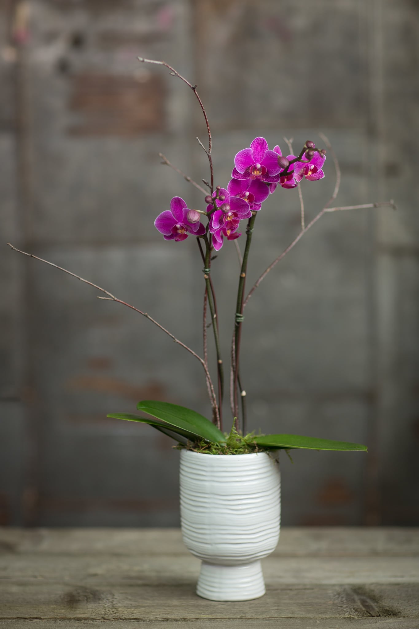 Pink orchids in a white ribbed pot with bare branches