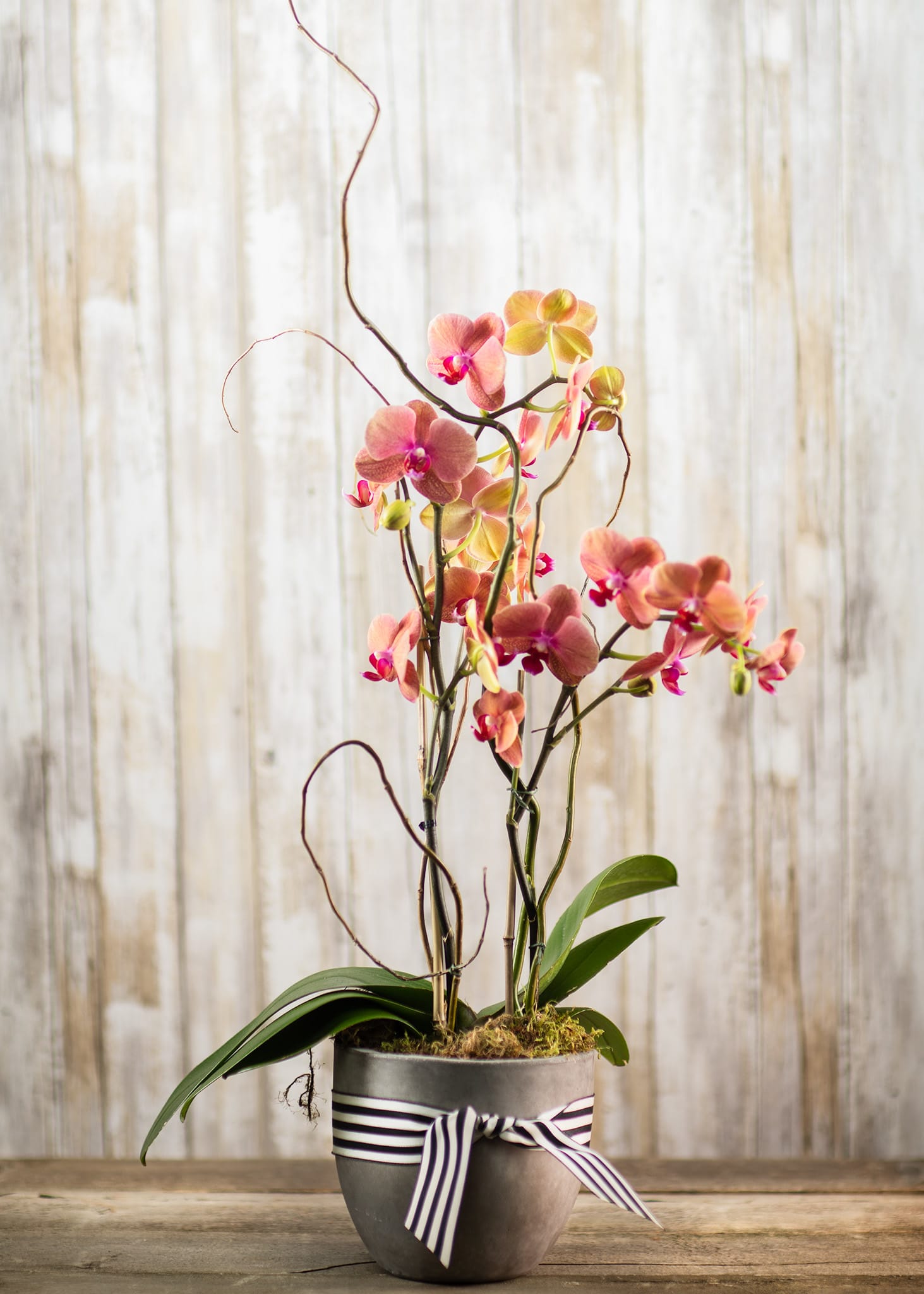 Pink orchids in a gray pot with a striped ribbon