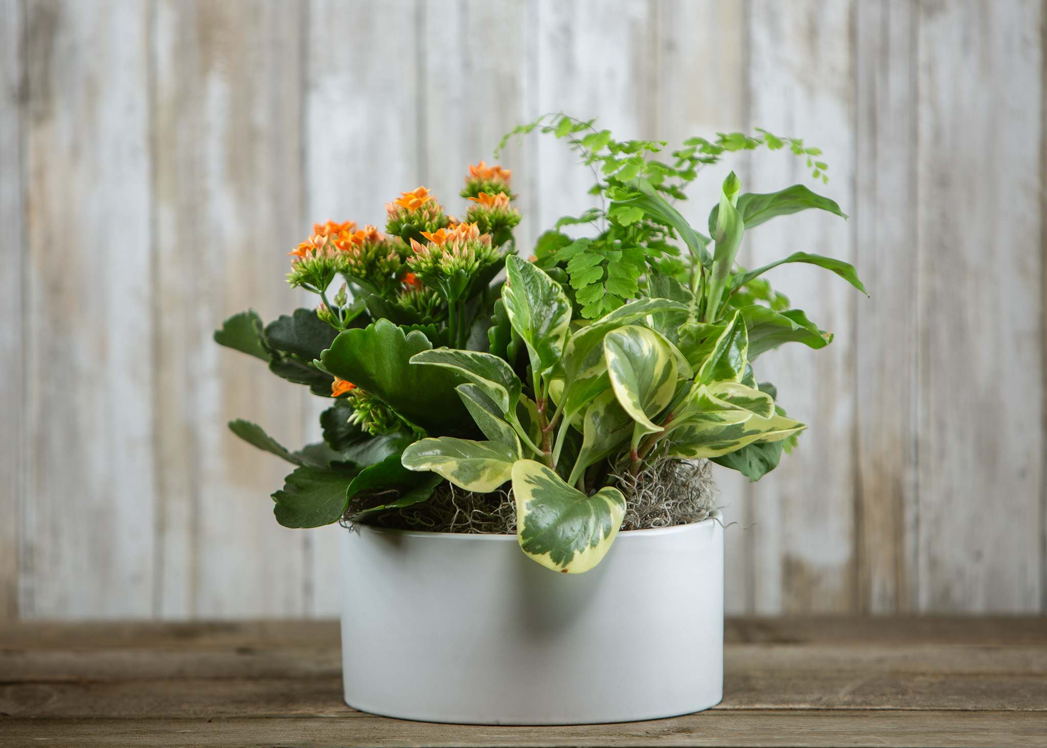 Potted mixed plant arrangement with orange blooms in a white container