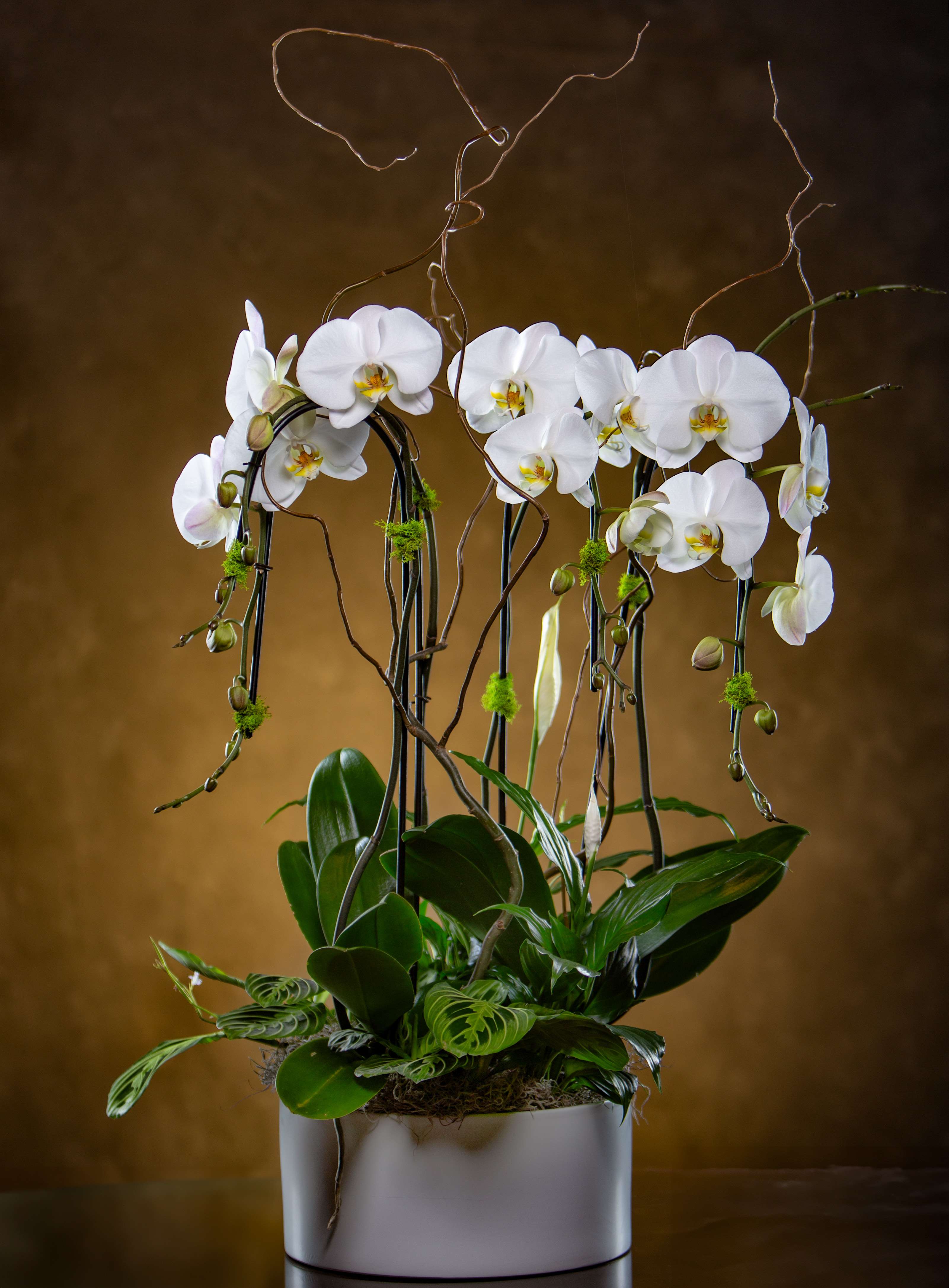White orchids arranged in a tall white planter with curly branches